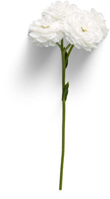 Chamomil white flower